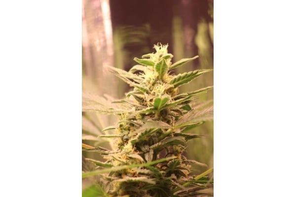 Easy Bud Auto (Royal Queen Seeds) féminisée Easy Bud Auto (Royal Queen Seeds) féminisée