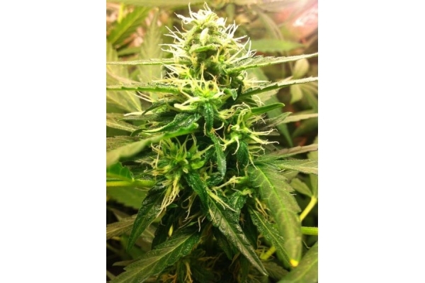 Quick One Auto (Royal Queen Seeds) féminisée Quick One Auto (Royal Queen Seeds) féminisée