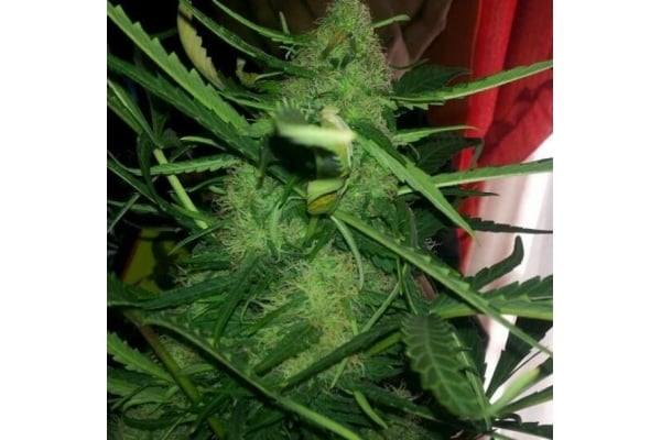 Royal Critical Auto (Royal Queen Seeds) féminisée Royal Critical Auto (Royal Queen Seeds) féminisée