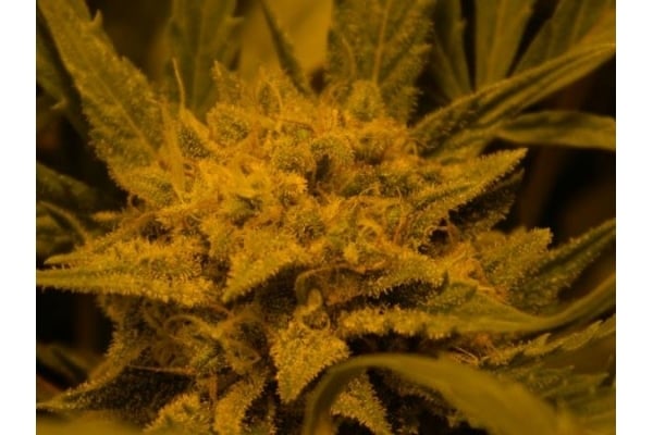 Royal Critical Auto (Royal Queen Seeds) féminisée Royal Critical Auto (Royal Queen Seeds) féminisée