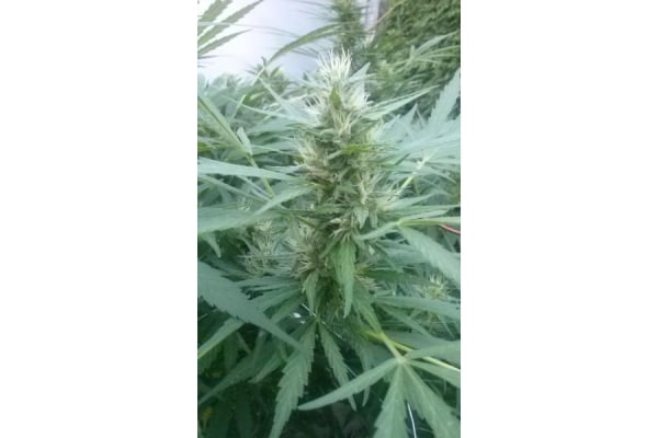 Royal Critical Auto (Royal Queen Seeds) féminisée Royal Critical Auto (Royal Queen Seeds) féminisée