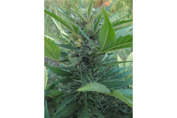 Royal Critical Auto (Royal Queen Seeds) féminisée Royal Critical Auto (Royal Queen Seeds) féminisée