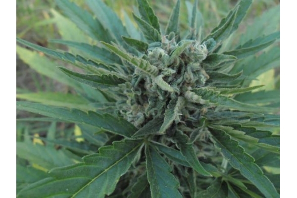 Royal Critical Auto (Royal Queen Seeds) féminisée Royal Critical Auto (Royal Queen Seeds) féminisée