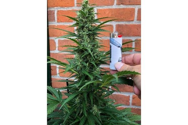 Northern Light Auto (Royal Queen Seeds) féminisée Northern Light Auto (Royal Queen Seeds) féminisée