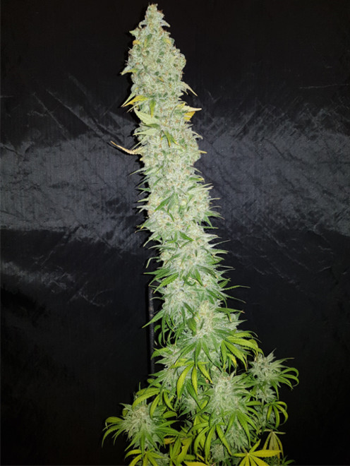 Northern Light Blue (Delicious Seeds) féminisée Northern Light Blue (Delicious Seeds) féminisée