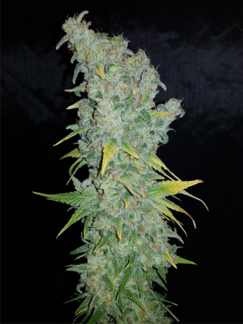 Northern Light Blue (Delicious Seeds) féminisée Northern Light Blue (Delicious Seeds) féminisée