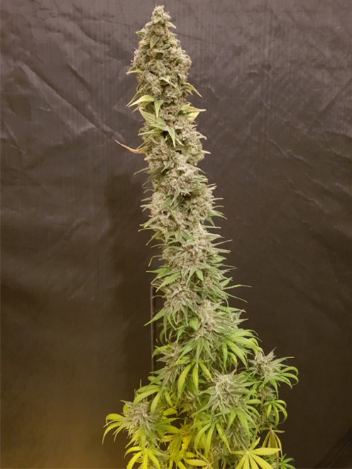 Northern Light Blue (Delicious Seeds) féminisée Northern Light Blue (Delicious Seeds) féminisée