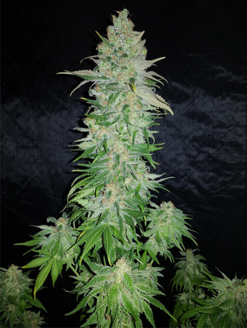 Northern Light Blue (Delicious Seeds) féminisée Northern Light Blue (Delicious Seeds) féminisée