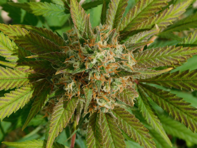 Raspberry Cough (Nirvana) féminisée Raspberry Cough (Nirvana) féminisée