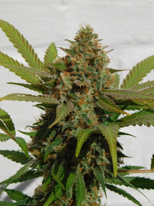 Raspberry Cough (Nirvana) féminisée Raspberry Cough (Nirvana) féminisée