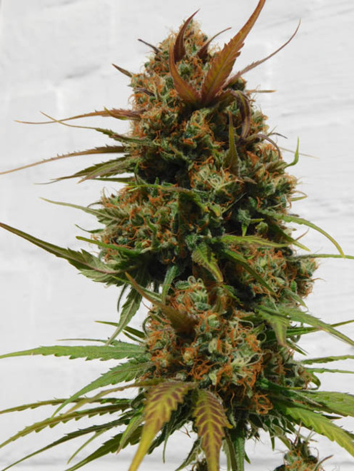 Raspberry Cough (Nirvana) féminisée Raspberry Cough (Nirvana) féminisée