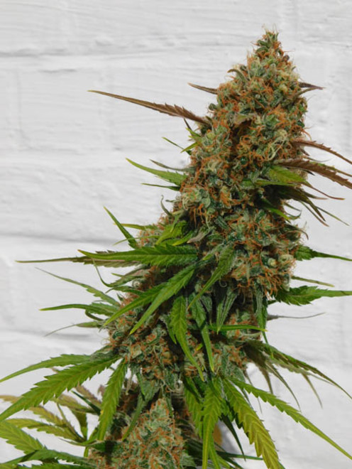 Raspberry Cough (Nirvana) féminisée Raspberry Cough (Nirvana) féminisée