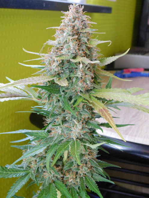 Raspberry Cough (Nirvana) féminisée Raspberry Cough (Nirvana) féminisée