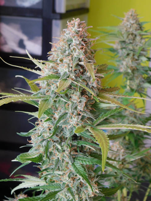 Raspberry Cough (Nirvana) féminisée Raspberry Cough (Nirvana) féminisée