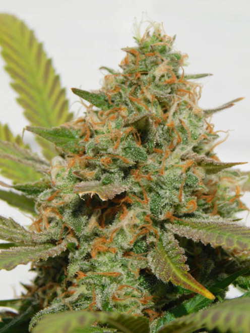 Raspberry Cough (Nirvana) féminisée Raspberry Cough (Nirvana) féminisée