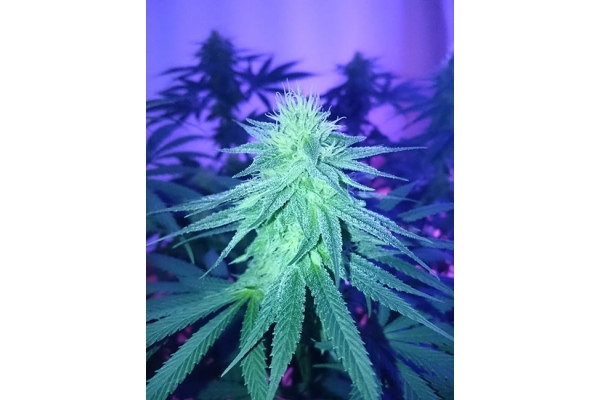 Haze Berry (Royal Queen Seeds) féminisée Haze Berry (Royal Queen Seeds) féminisée