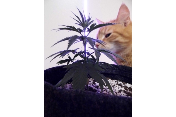 Haze Berry (Royal Queen Seeds) féminisée Haze Berry (Royal Queen Seeds) féminisée