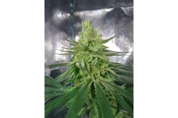 Haze Berry (Royal Queen Seeds) féminisée Haze Berry (Royal Queen Seeds) féminisée
