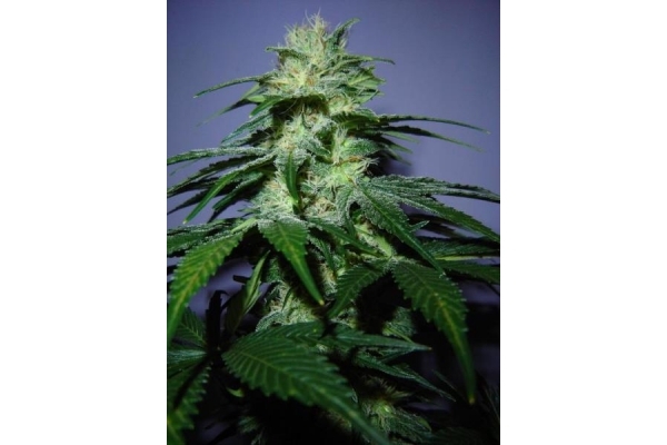Nepal Jam (ACE Seeds) féminisée Nepal Jam (ACE Seeds) féminisée