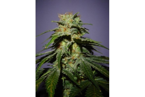 Nepal Jam (ACE Seeds) féminisée Nepal Jam (ACE Seeds) féminisée