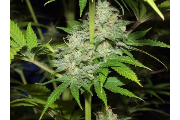Nepal Jam (ACE Seeds) féminisée Nepal Jam (ACE Seeds) féminisée
