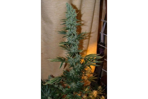 Nepal Jam (ACE Seeds) féminisée Nepal Jam (ACE Seeds) féminisée