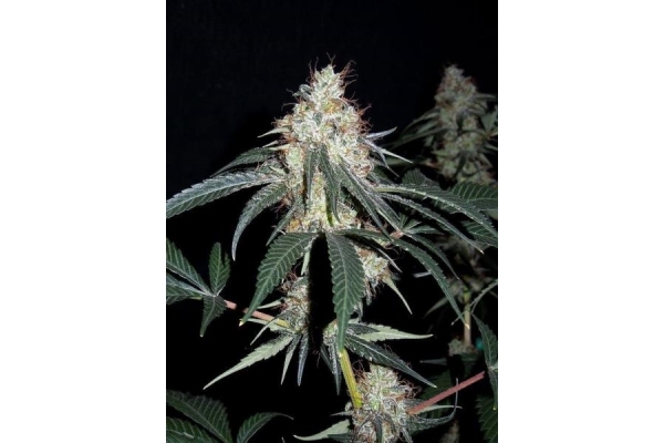 Nepal Jam (ACE Seeds) féminisée Nepal Jam (ACE Seeds) féminisée