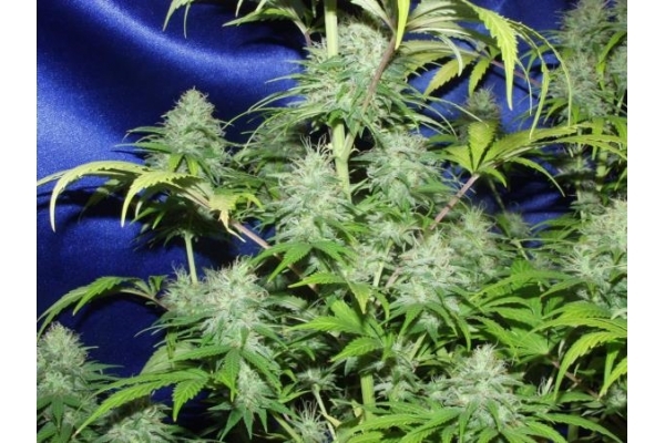Nepal Jam (ACE Seeds) féminisée Nepal Jam (ACE Seeds) féminisée