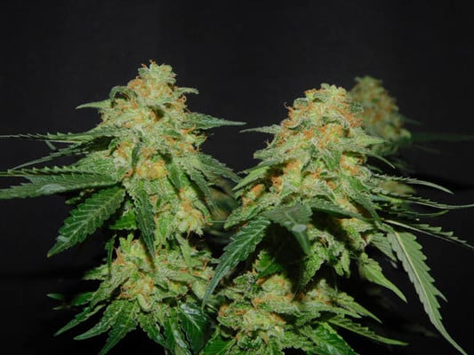 Spliff's Strawberry (Spliff Seeds) féminisée Spliff's Strawberry (Spliff Seeds) féminisée