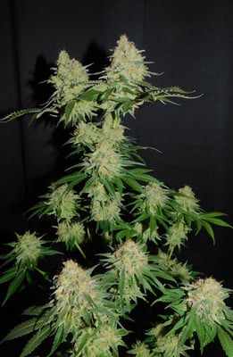 Spliff's Strawberry (Spliff Seeds) féminisée Spliff's Strawberry (Spliff Seeds) féminisée