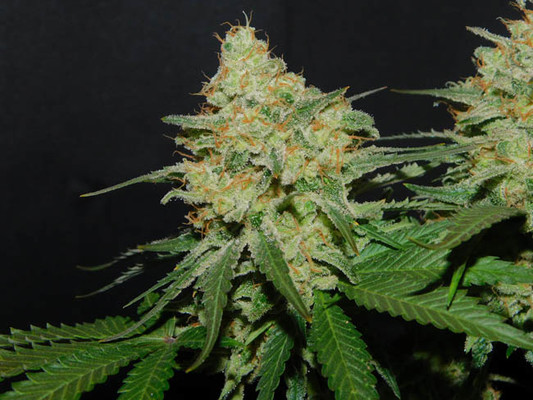 Spliff's Strawberry (Spliff Seeds) féminisée Spliff's Strawberry (Spliff Seeds) féminisée