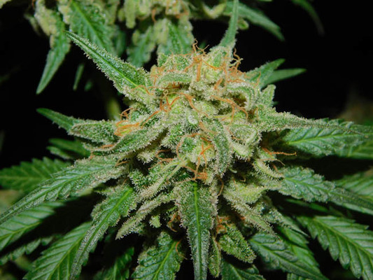 Spliff's Strawberry (Spliff Seeds) féminisée Spliff's Strawberry (Spliff Seeds) féminisée
