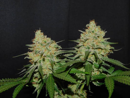 Spliff's Strawberry (Spliff Seeds) féminisée Spliff's Strawberry (Spliff Seeds) féminisée
