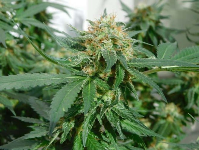 LA Affie (Cali Connection) féminisée LA Affie (Cali Connection) féminisée