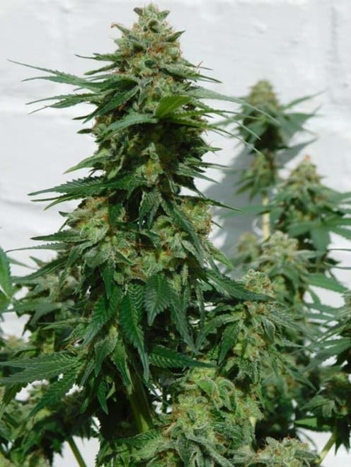 LA Affie (Cali Connection) féminisée LA Affie (Cali Connection) féminisée