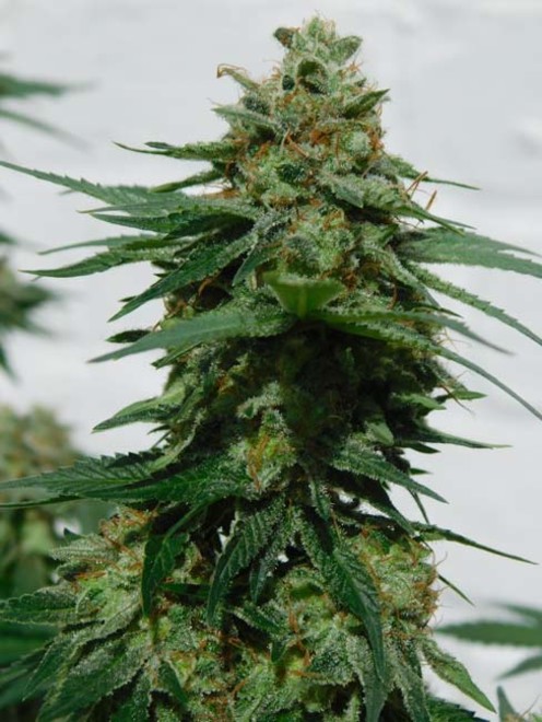 LA Affie (Cali Connection) féminisée LA Affie (Cali Connection) féminisée