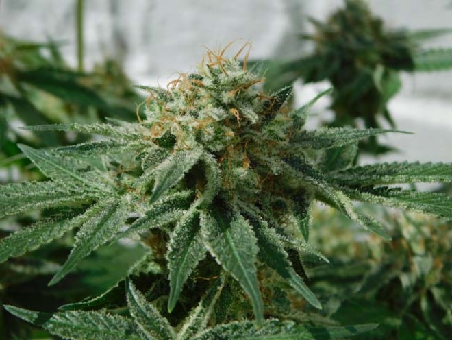 LA Affie (Cali Connection) féminisée LA Affie (Cali Connection) féminisée