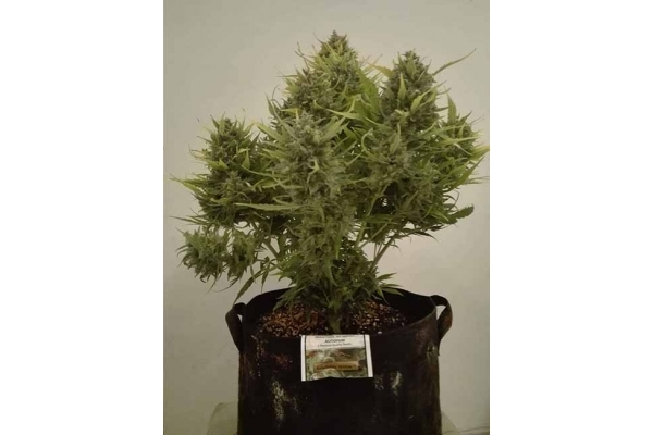 Auto White Widow (Dutch Passion) féminisée