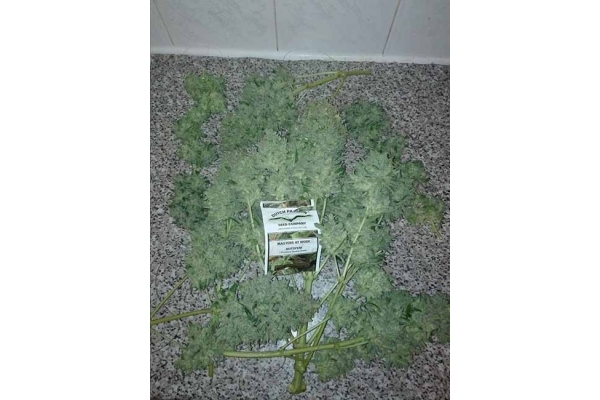 Auto White Widow (Dutch Passion) féminisée