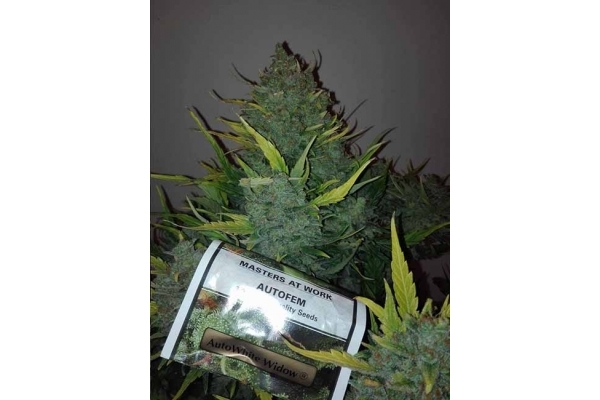 Auto White Widow (Dutch Passion) féminisée