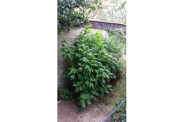 Big Bomb (Bomb Seeds) féminisée