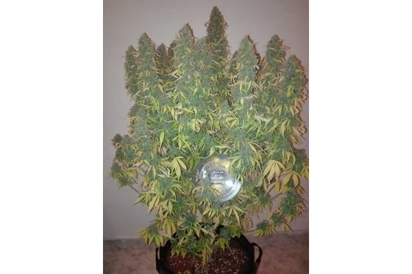 Big Bang Autoflowering (Greenhouse Seeds) féminisée Big Bang Autoflowering (Greenhouse Seeds) féminisée