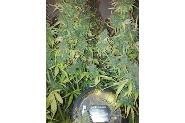 Big Bang Autoflowering (Greenhouse Seeds) féminisée Big Bang Autoflowering (Greenhouse Seeds) féminisée