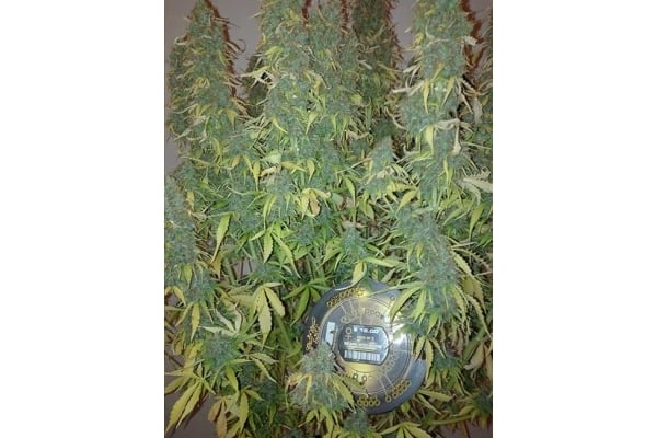 Big Bang Autoflowering (Greenhouse Seeds) féminisée Big Bang Autoflowering (Greenhouse Seeds) féminisée