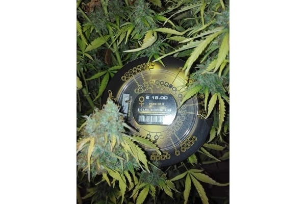 Big Bang Autoflowering (Greenhouse Seeds) féminisée Big Bang Autoflowering (Greenhouse Seeds) féminisée