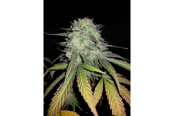 Painkiller XL (Royal Queen Seeds) féminisée Painkiller XL (Royal Queen Seeds) féminisée