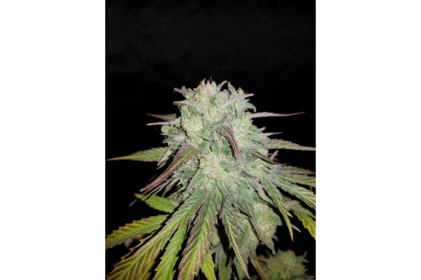 Painkiller XL (Royal Queen Seeds) féminisée Painkiller XL (Royal Queen Seeds) féminisée