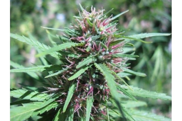 Malawi (ACE Seeds) féminisée Malawi (ACE Seeds) féminisée