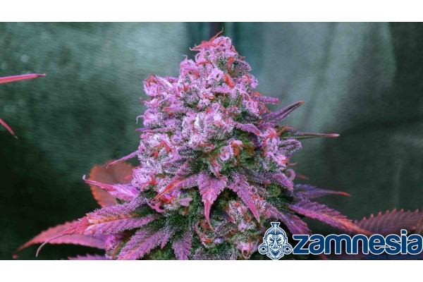 Blue Dream (Zamnesia Seeds) féminisée Blue Dream (Zamnesia Seeds) féminisée