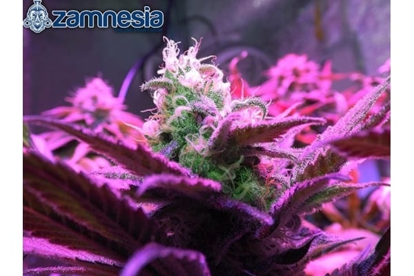 Blue Dream (Zamnesia Seeds) féminisée Blue Dream (Zamnesia Seeds) féminisée